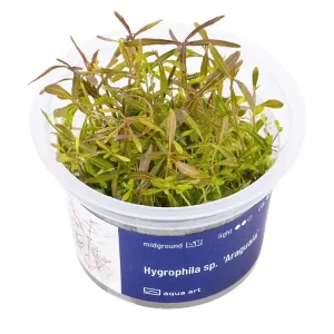 Hygrophila sp. "Araguaia Abverkauf
