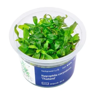 Neue Kollektion Hygrophila corymbosa 'Tailandia'