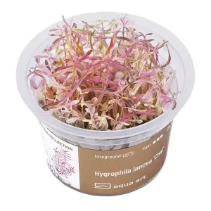 Hygrophila lancea 'Chai' (Chai) Solange Der Vorrat Reicht