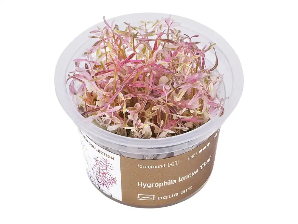 Hygrophila lancea 'Chai' (Chai) Solange Der Vorrat Reicht