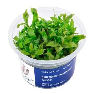 Hygrophila polysperma 'Sunset Top-Seller