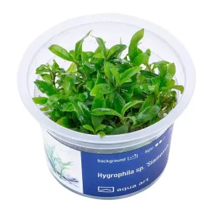 Preis Gesenkt Hygrophila sp. 'Siamensis