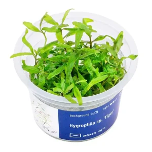 Knallerangebot Hygrophila sp. 'Tigre