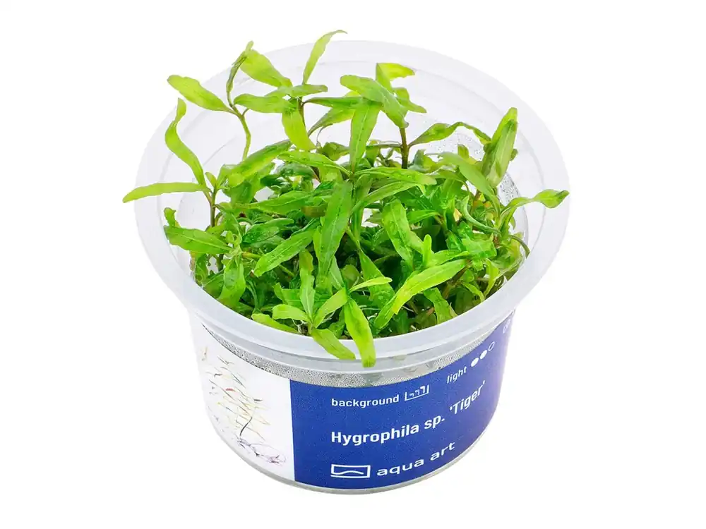 Knallerangebot Hygrophila sp. 'Tigre