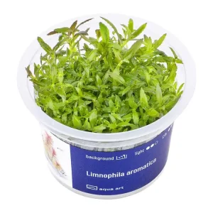 Expressversand Limnophila aromatica