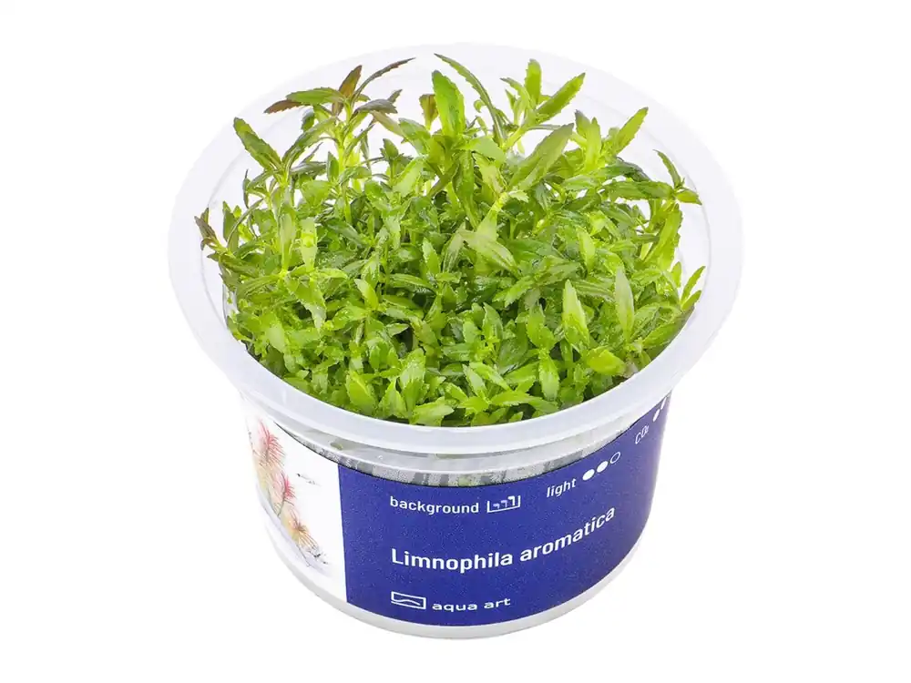 Expressversand Limnophila aromatica