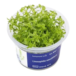 Neue Ware Limnophila sessiliflora