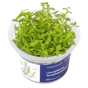 Limnophila sp. 'Scrophulariaceae' (plante à fleurs) Bestseller