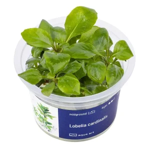 Bestpreis Lobelia cardinalis