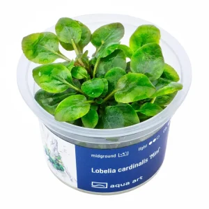 Lobelia cardinalis ’Mini’ Online Kaufen