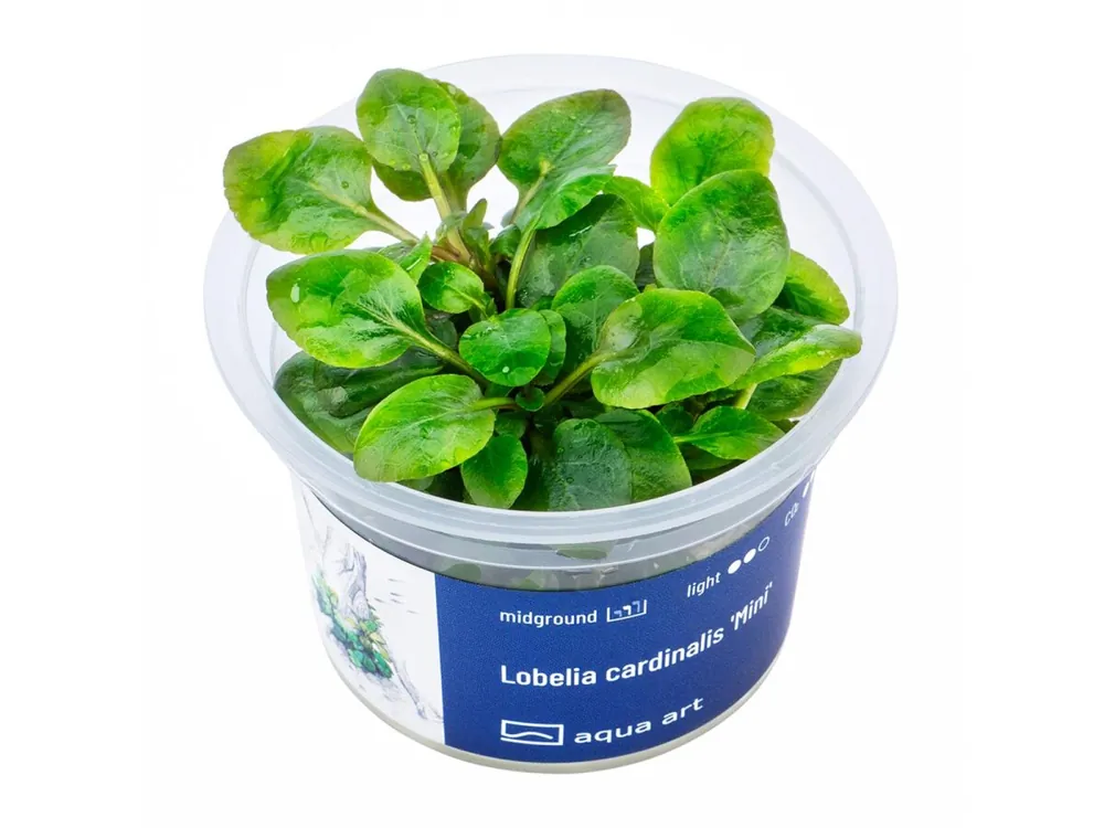 Lobelia cardinalis ’Mini’ Online Kaufen