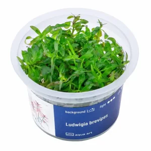 Sonderaktion Ludwigia brevipes
