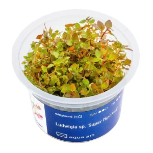 Angebot Ludwigia sp. 'Super Mini Red' (Super Mini Roja)