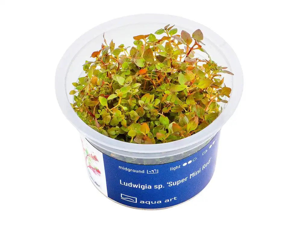 Angebot Ludwigia sp. 'Super Mini Red' (Super Mini Roja)