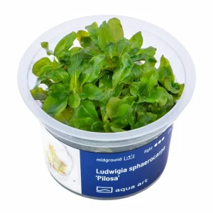 Direktkauf Ludwigia sphaerocarpa 'Pilosa' (plante à fleurs)