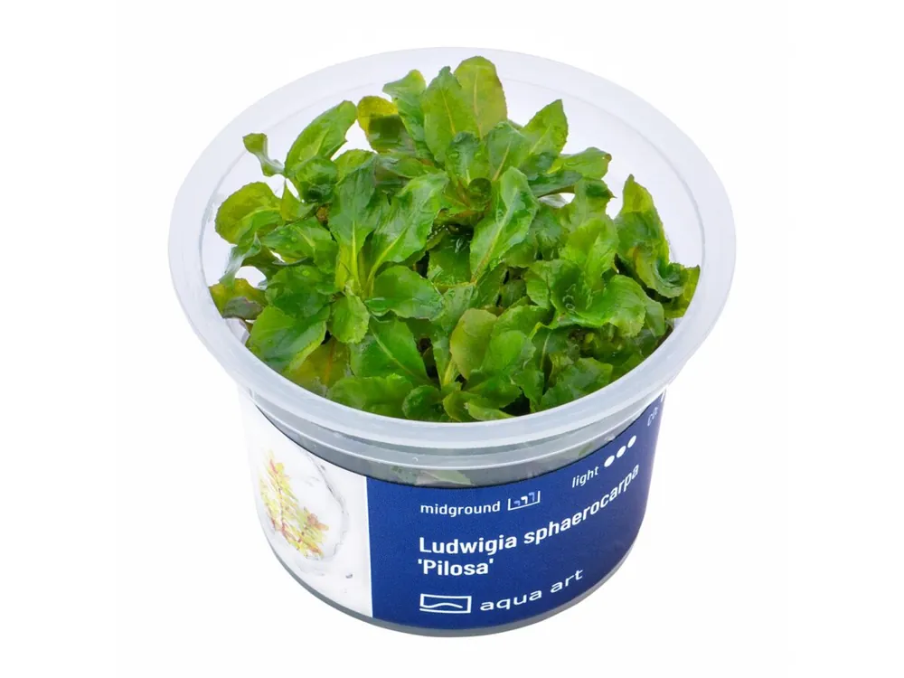 Ausverkauf Ludwigia sphaerocarpa "Pilosa