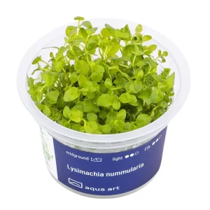 Lysimachia nummularia Nur Heute