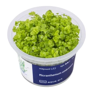 Micranthemum umbrosum Bestpreis