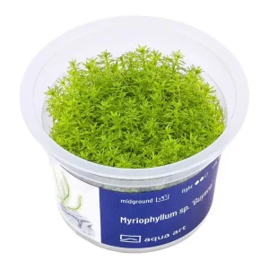 Geprüft Myriophyllum sp. 'Guyana' (plante de la Guyane)
