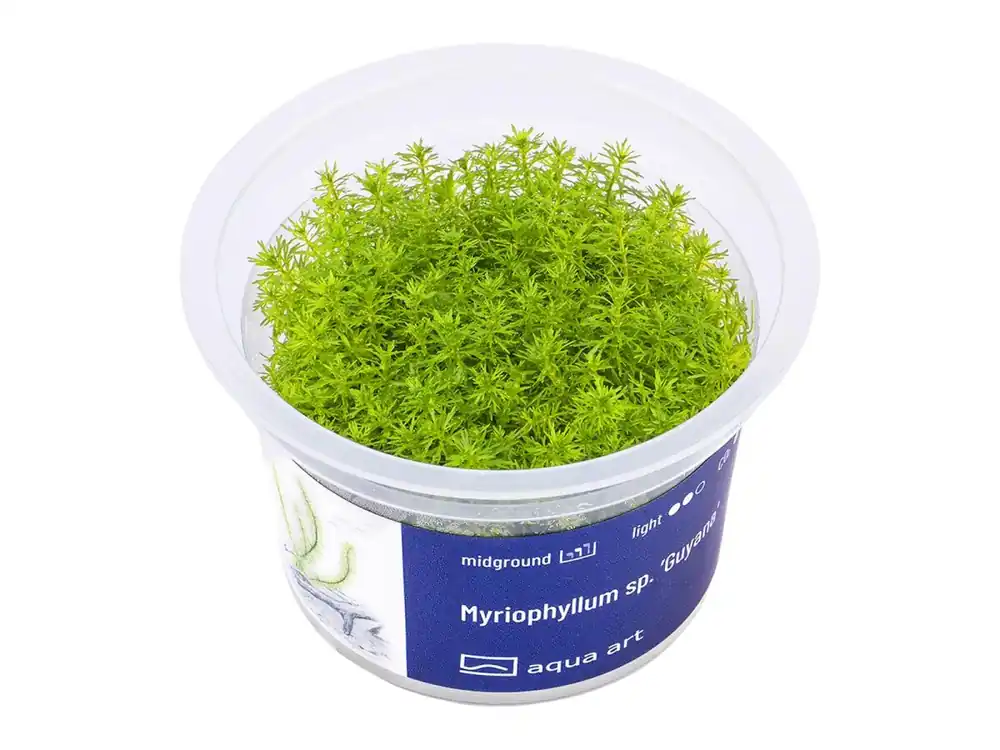 Geprüft Myriophyllum sp. 'Guyana' (plante de la Guyane)