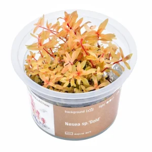 Nesea sp.’Gold’ Knallerangebot