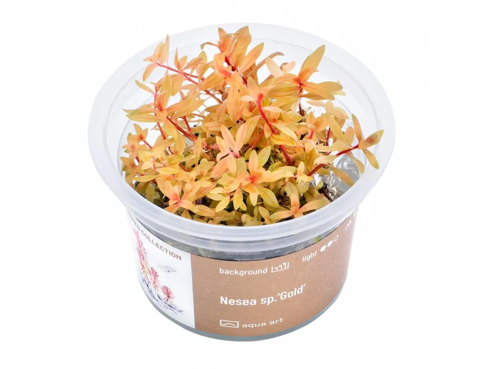 Geprüft Nesea sp.'Gold