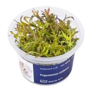 Pogostemon stellatus Bestpreis