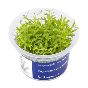 Pogostemon yatabeanus Aktuell