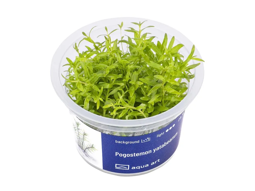 Pogostemon yatabeanus Aktuell