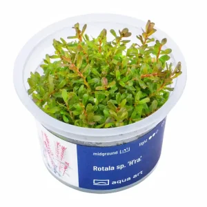Nur Heute Rotala sp. 'H'ra