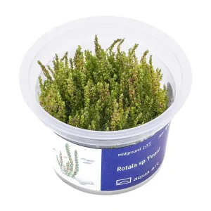 Finale Aktion Rotala sp.'Pearl