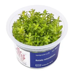 Top-Preis Rotala rotundifolia