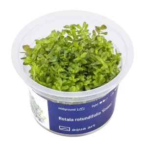 Sale Rotala rotundifolia 'Verde