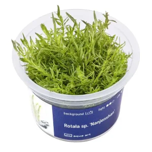 Rotala sp. 'Nanjenshan' Must-Have