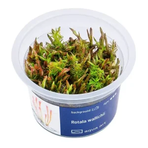 Rotala wallichii Direktkauf