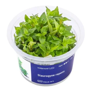 Staurogyne repens Preisreduziert