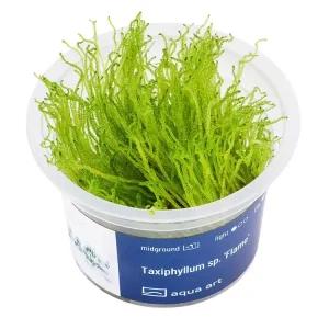 Taxiphyllum sp. 'Flame' Günstig