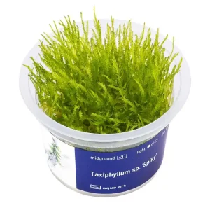 Taxiphyllum sp. 'Spiky' (plante à fleurs) Preiswert