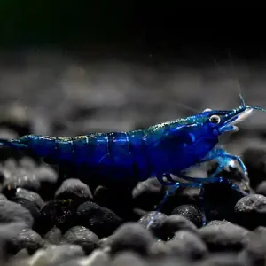 Blue Dream Garnele - Neocaridina davidi Sonderangebot