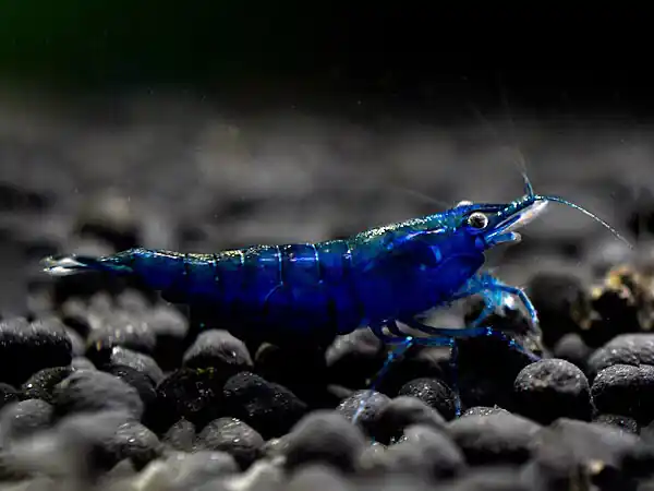 Camarón sueño azul - Neocaridina davidi Top-Preis