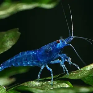 Blue Farry Garnele - Neocaridina davidi Knallerangebot