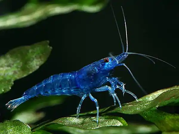 Blue Farry Garnele - Neocaridina davidi Knallerangebot