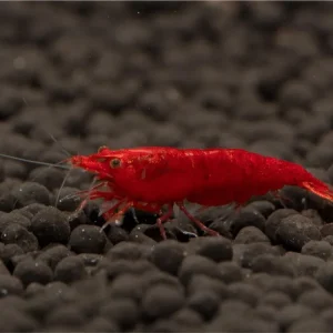 Preiswert Bloody Marry shrimp - Neocaridina davidi