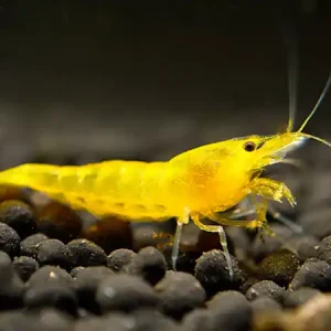 Wochenendangebot Yellow Fire Garnele - Neocaridina davidi