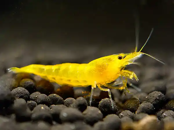 Online Kaufen Crevette Yellow Fire - Neocaridina davidi
