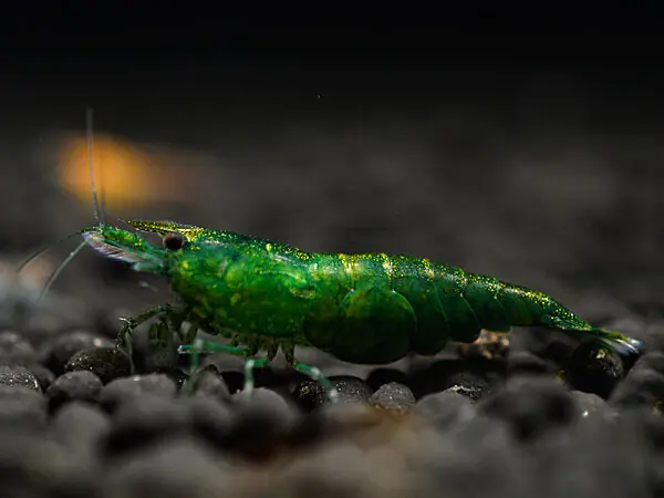 Mega-Angebot Crevette Green Jade - Neocaridina davidi