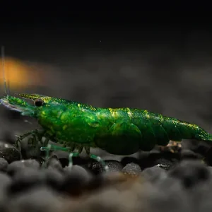 Gambero di giada verde - Neocaridina davidi Sale