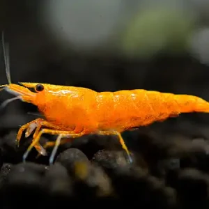 Crevette orange sakura - Neocaridina davidi Top-Seller