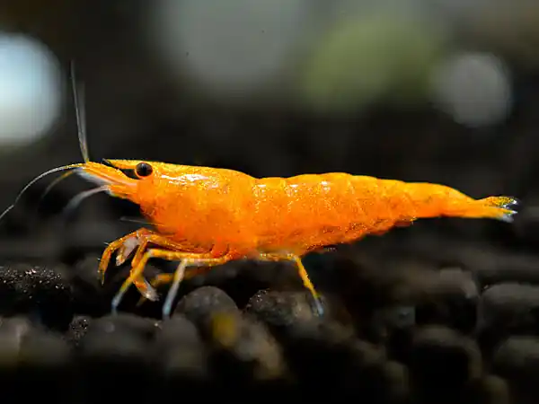 Crevette orange sakura - Neocaridina davidi Top-Seller