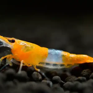Wochenendangebot Gamba Rili naranja - Neocaridina davidi